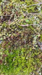 Polytrichum piliferum