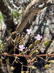 Stylidium laricifolium