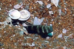 Cryptocentrus fasciatus
