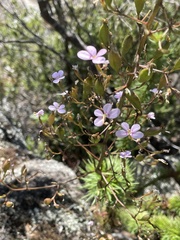 Stylidium laricifolium