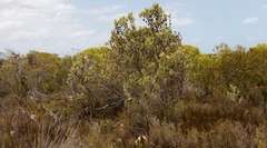 Leucadendron meridianum