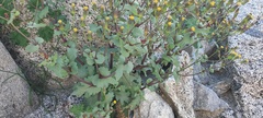 Senecio mohavensis