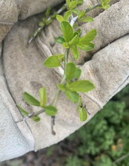 Condalia hookeri