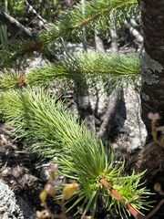 Stylidium laricifolium