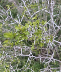 Condalia hookeri
