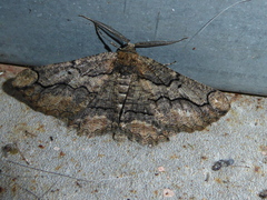 Menophra japygiaria