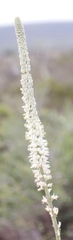 Drimia capensis
