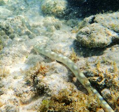 Myrichthys breviceps