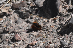 Junonia nigrosuffusa