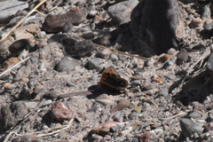 Junonia nigrosuffusa