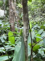 Anolis punctatus
