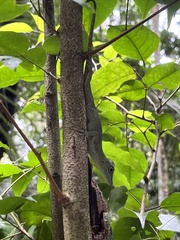 Anolis punctatus