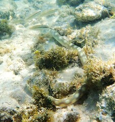 Myrichthys breviceps