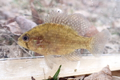 Enneacanthus gloriosus