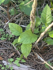 Verbesina virginica