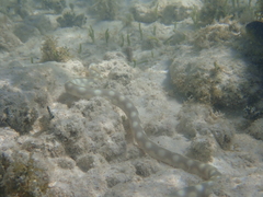 Myrichthys breviceps