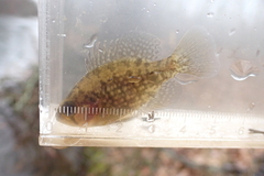 Enneacanthus gloriosus