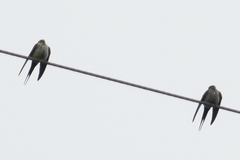 Cecropis striolata