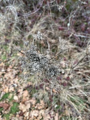 Daucus carota
