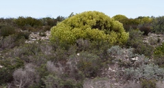 Leucadendron meridianum