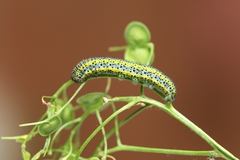 Euchloe simplonia