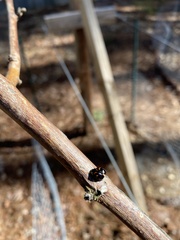 Chilocorus stigma