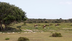 Damaliscus pygargus pygargus