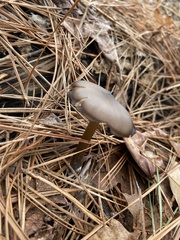 Entoloma vernum