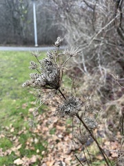 Daucus carota