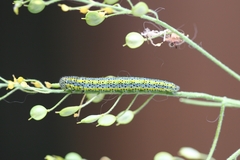 Euchloe simplonia