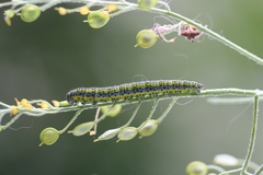 Euchloe simplonia
