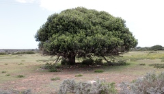 Sideroxylon inerme inerme
