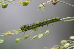 Euchloe simplonia