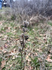 Camassia quamash