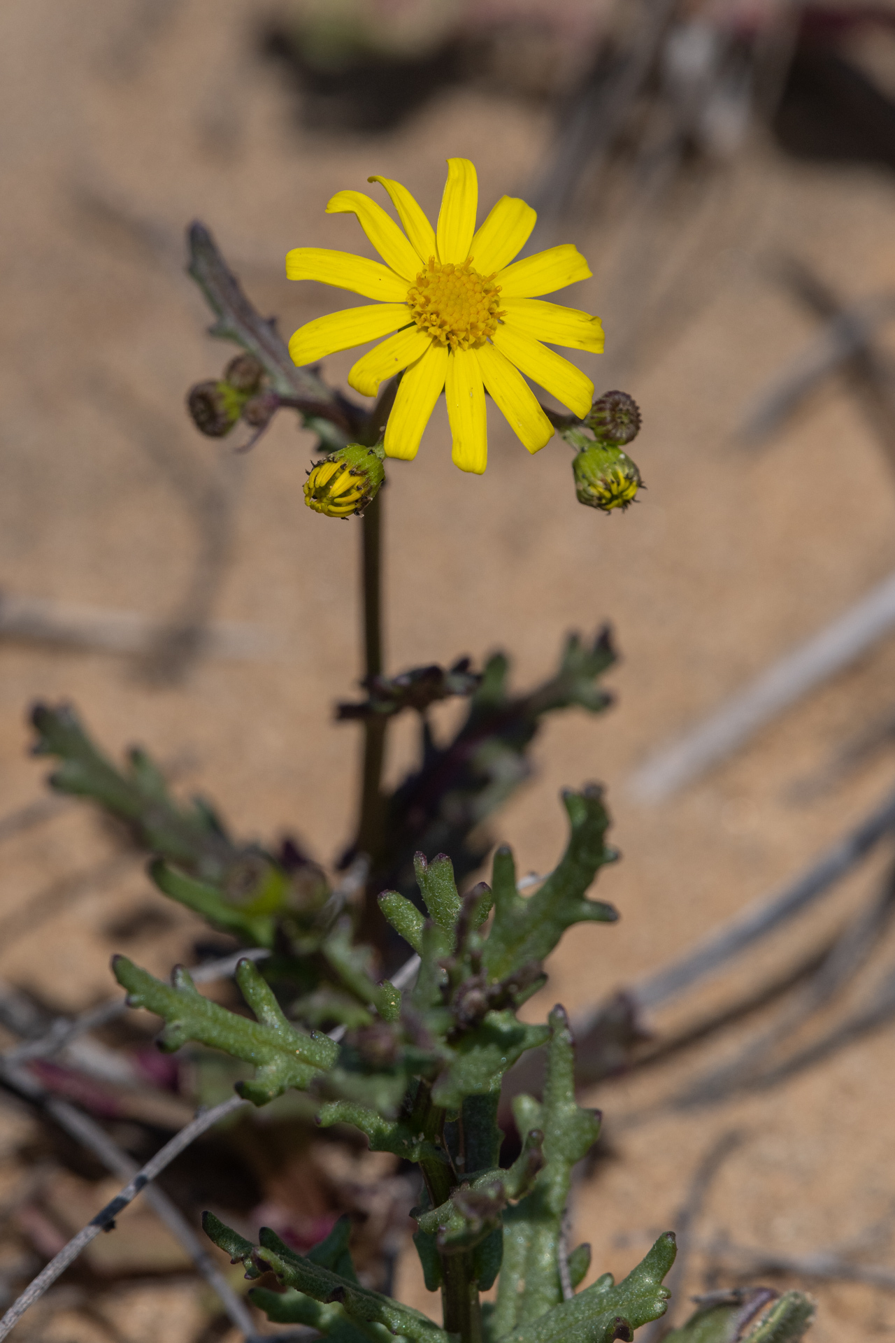 Senecio californicus