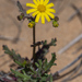 California Ragwort - Photo (c) Craig Chaddock, some rights reserved (CC BY-NC), uploaded by Craig Chaddock