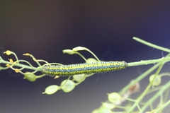 Euchloe simplonia
