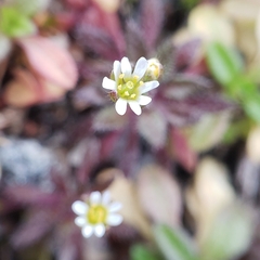 Draba verna