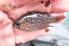 Enneacanthus gloriosus