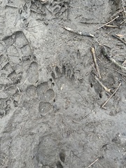 Didelphis virginiana