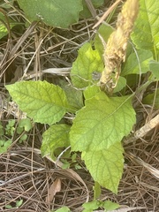 Verbesina virginica
