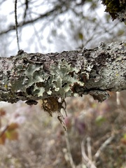 Cetrelia cetrarioides