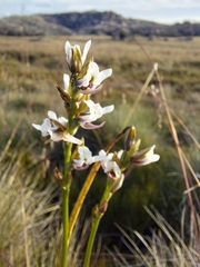 Prasophyllum suttonii