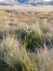 Prasophyllum suttonii
