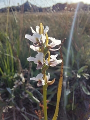 Prasophyllum suttonii