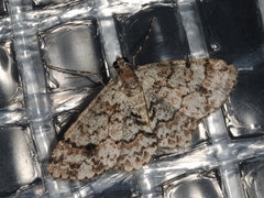 Myrioblephara desumpta