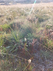 Prasophyllum suttonii