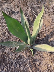 Agave salmiana