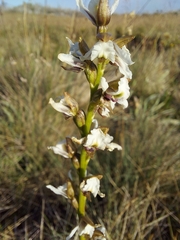 Prasophyllum suttonii