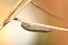 Euchloe simplonia